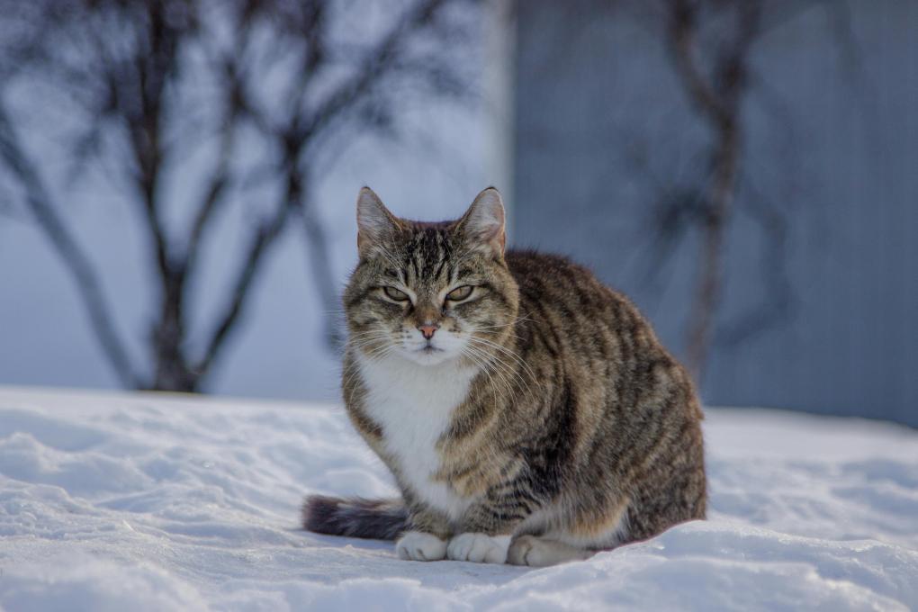 Is Calcium Chloride Ice Melt Safe for Pets and Livestock?