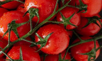 Overcoming Blossom End Rot in Tomatoes: The Calcium Chloride Solution