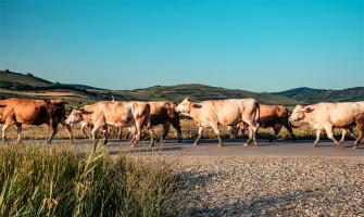 The Use of Calcium Chloride Dihydrate in the Livestock Industry