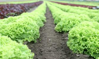 Using Food-Grade Anhydrous Calcium Chloride to Treat Tipburn in Lettuce