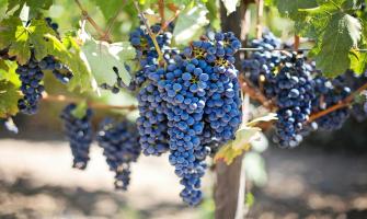 The Role of Anhydrous Calcium Chloride in Preventing Fruit Cracking in Grapes