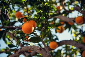 Using Calcium Chloride to Treat Soft Nose Disorder in Citrus Fruits