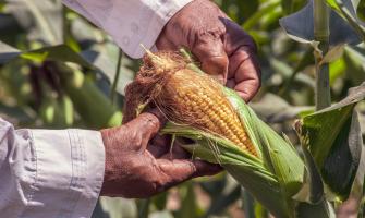 Application of Calcium Chloride in Corn Disease Prevention and Control