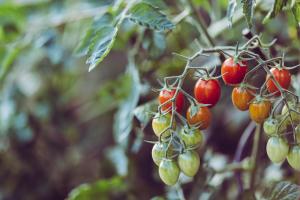 Treating Tomato Cracking with Anhydrous Calcium Chloride