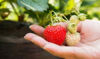 Ejemplos de enfermedades de las plantas y métodos de implementación que utilizan cloruro de calcio.