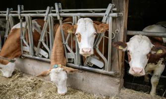 Impulsando la salud del ganado Con Cloruro de Magnesio Hexahidrato en la alimentación