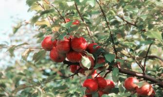 Mejora de la firmeza de la fruta y la calidad posterior a la cosecha Con Cloruro de calcio