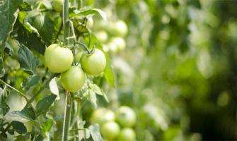 Aplicaciones De Cloruro De Magnesio En Horticultura