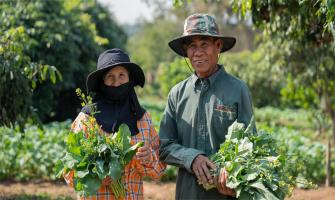 Cloruro de calcio: clave para controlar las enfermedades de las plantas en la agricultura