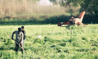 Cómo aumentar el rendimiento de los cultivos con cloruro de calcio: una guía para el agricultor