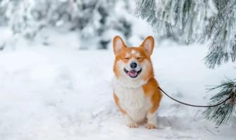 ¿Son los gránulos de cloruro de calcio seguros para las mascotas?