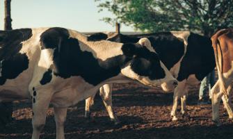 Boosting Livestock Health with Calcium Chloride Feed Grade 94%Powder