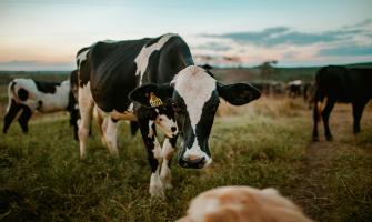 Prevención de la fiebre de la leche en vacas lecheras con cloruro de calcio