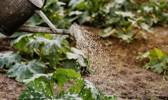 The Secret Ingredient in Your Garden Shed: How Baking Soda Boosts Plant Growth and Health